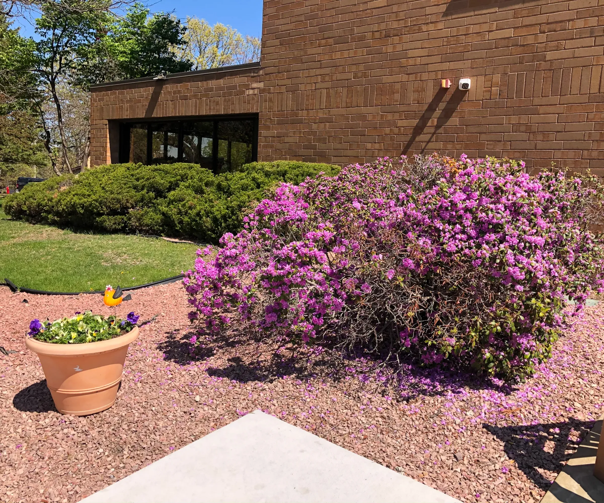 Aeon Affordable Homes and Community Purple flowers and a potted plant with a duck decoration adorn the entrance of affordable apartment homes by a brick building, under a clear blue sky.